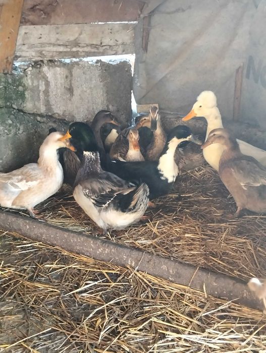 Rațe de vanzare . Au varsta de 9 luni