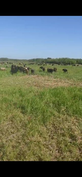 Продам бараны и козы