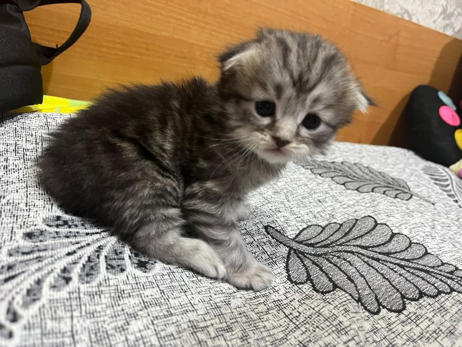 Продам котят породистых