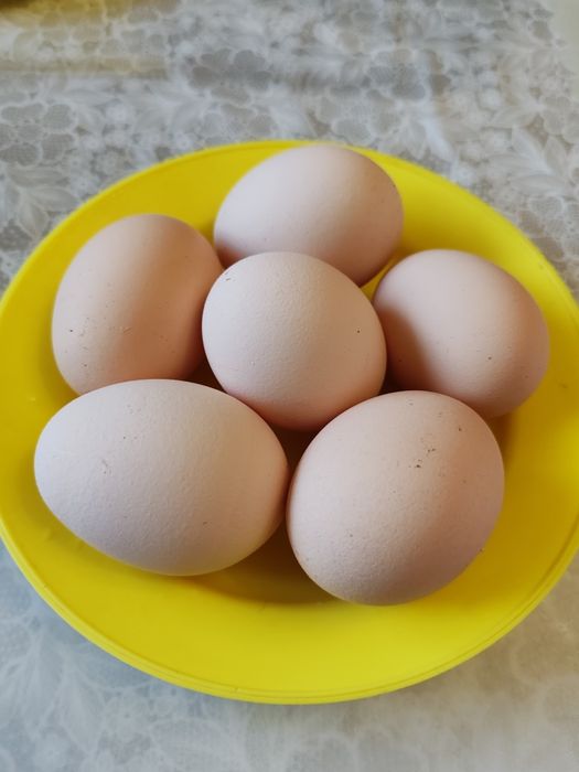 Продаю яица домашних кур
