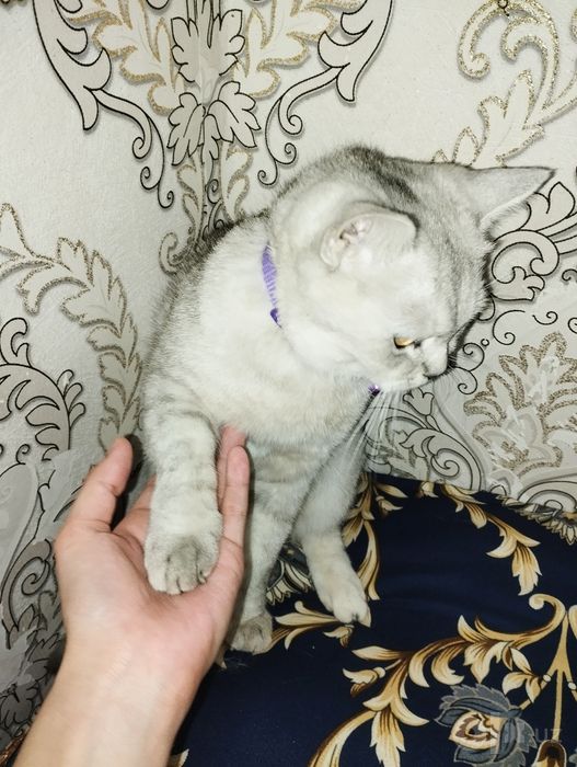 британский мушук