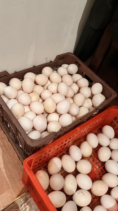 Продаю курей несушек