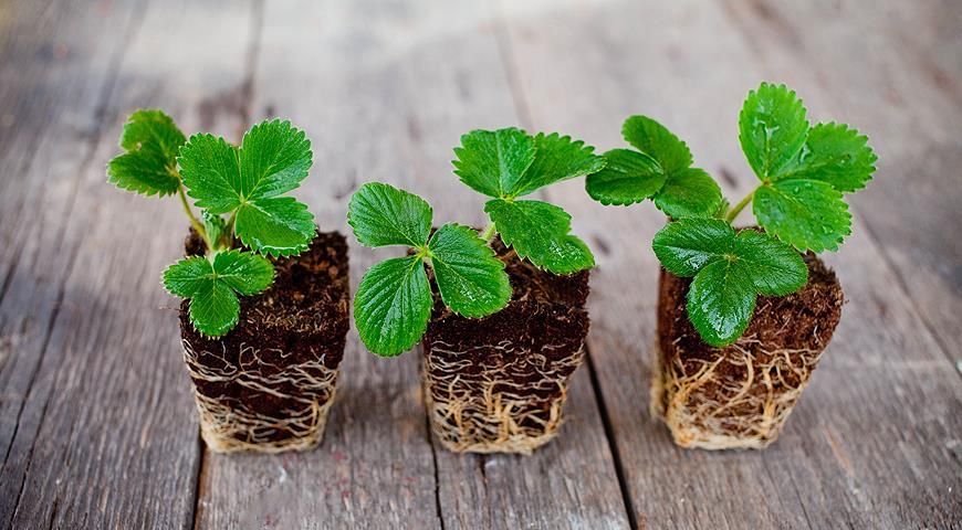 Клубника рассада многоразовые