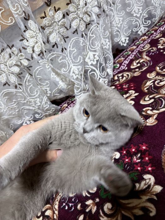 Mushuk zotdor gollandsky erkak mushuk