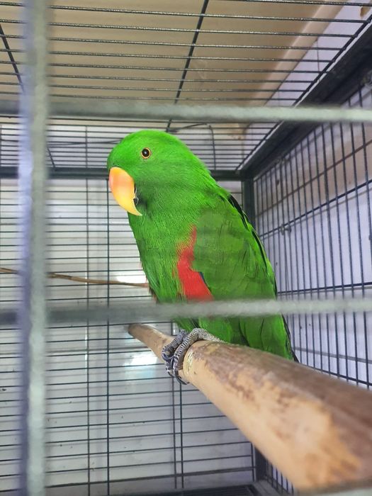 Papagali eclectus de vanzare