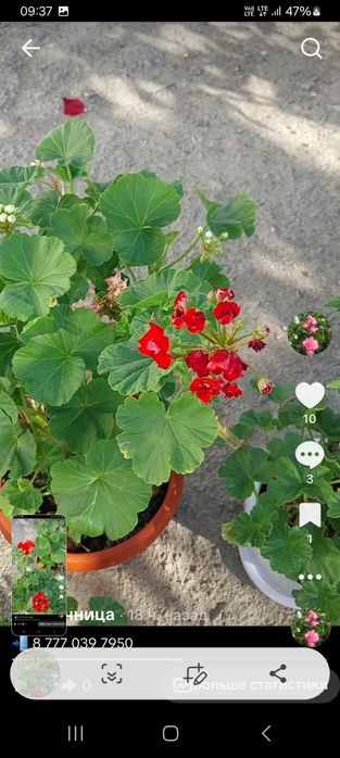 Продам Герань Пеларгония