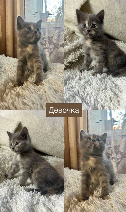 Отдам в добрые руки