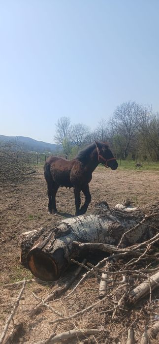 Manji de un an de vanzare