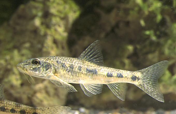 Живец пискарь 80