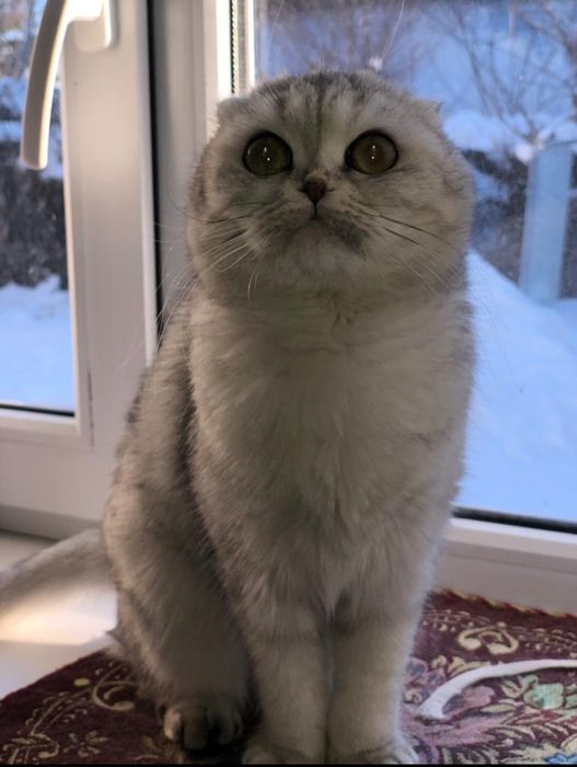 Продам шотландскую кошку