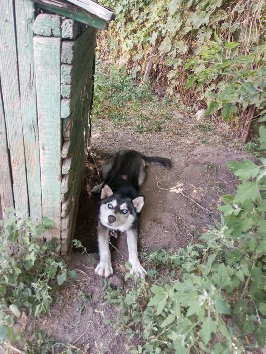 Кой айдайтын кушык хаски