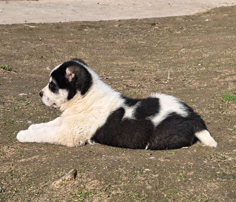 Алабай щенок супер тяж