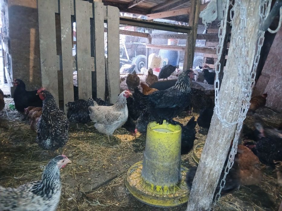 Găini de carne și rasă mixtă.