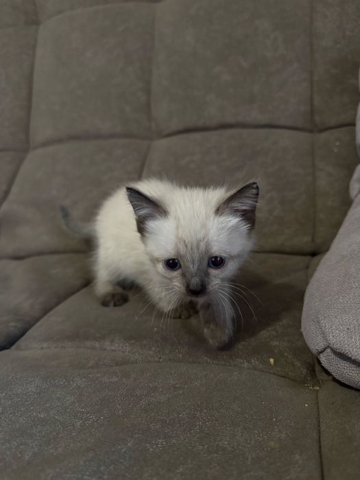 Ищем дом для котят