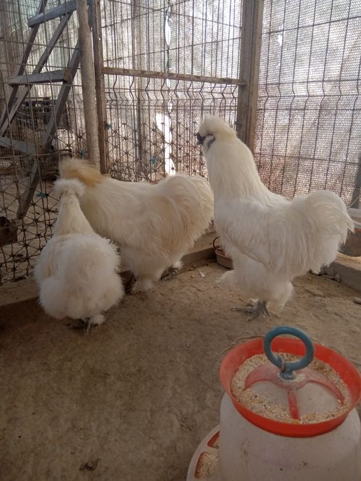 Vând cocoși și găini