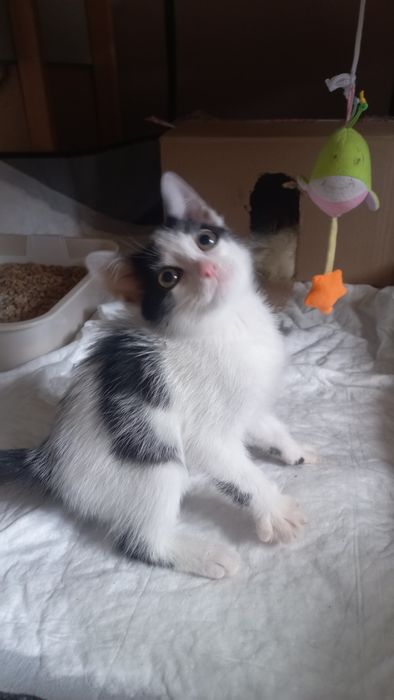Котёнок мальчик.  В добрые руки