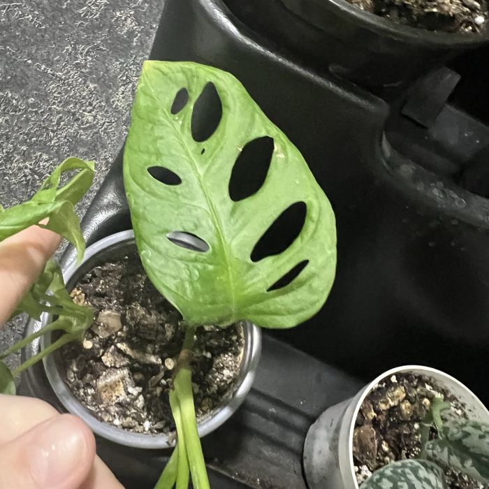 Маранта росток  2 года