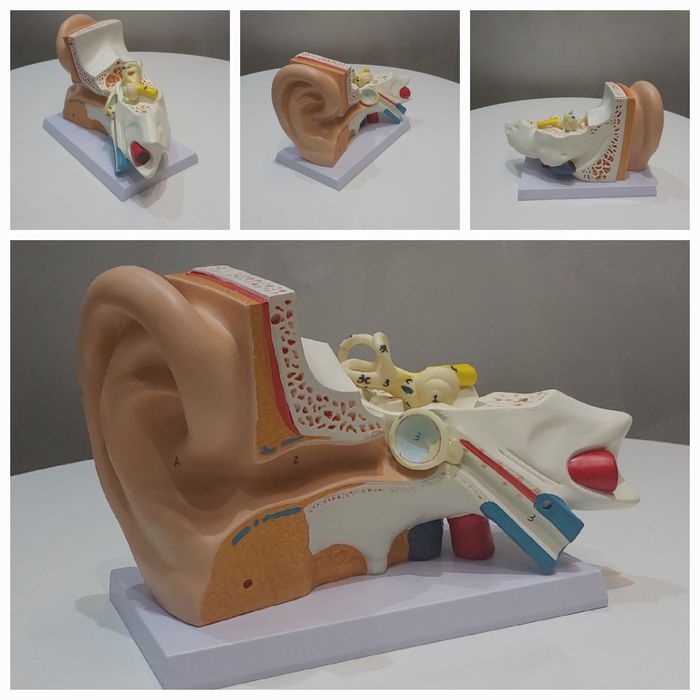 Ухо уха человека муляж Ear model кулок макети лор