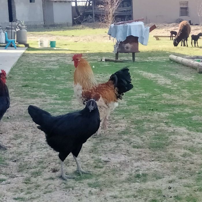 Қораздар әтештер