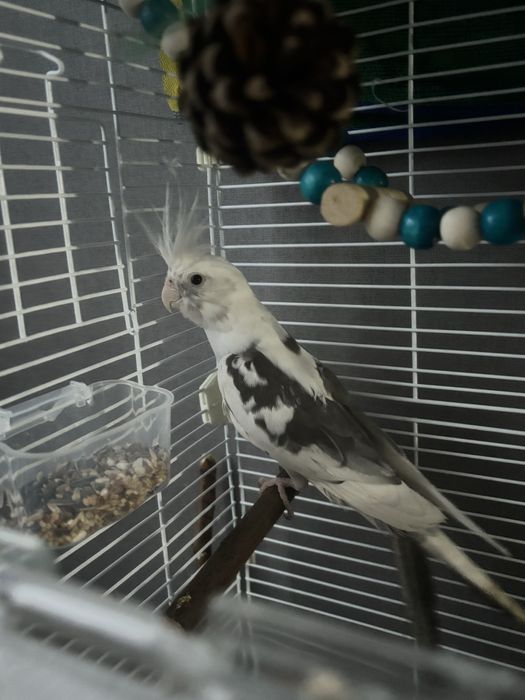 Попугай, корелла