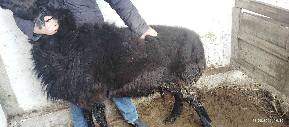 Қўй сотилади, метражный