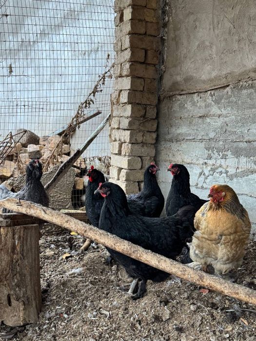 Damshniy xoroz tovuqlar sotiladi