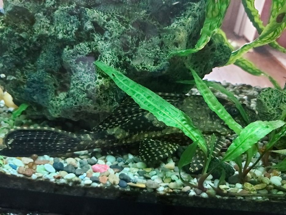 Парчовый сомик анситрус