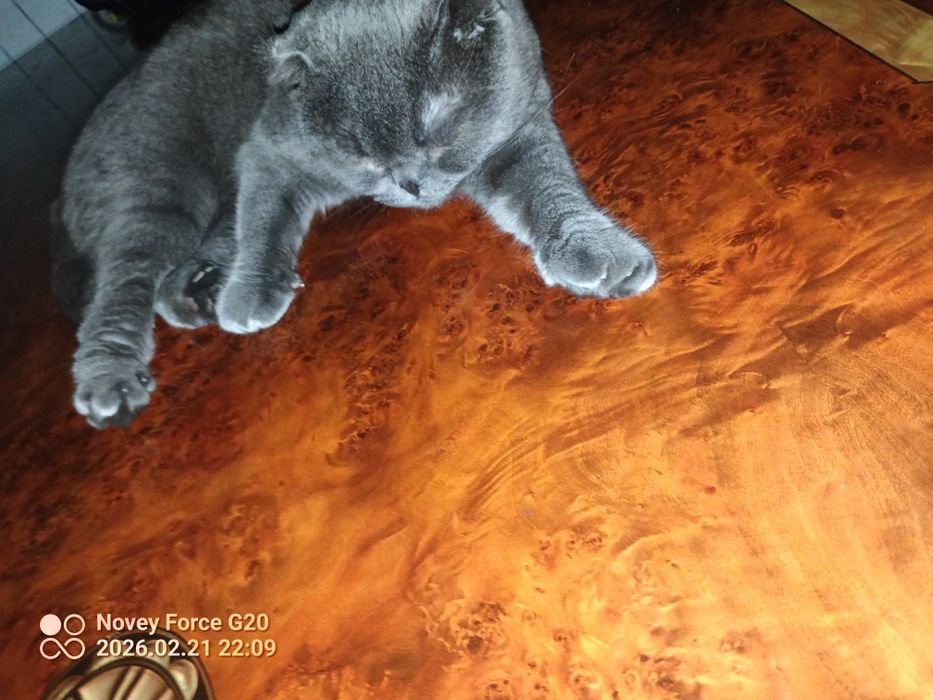 Muwuk parodali juda aqlli