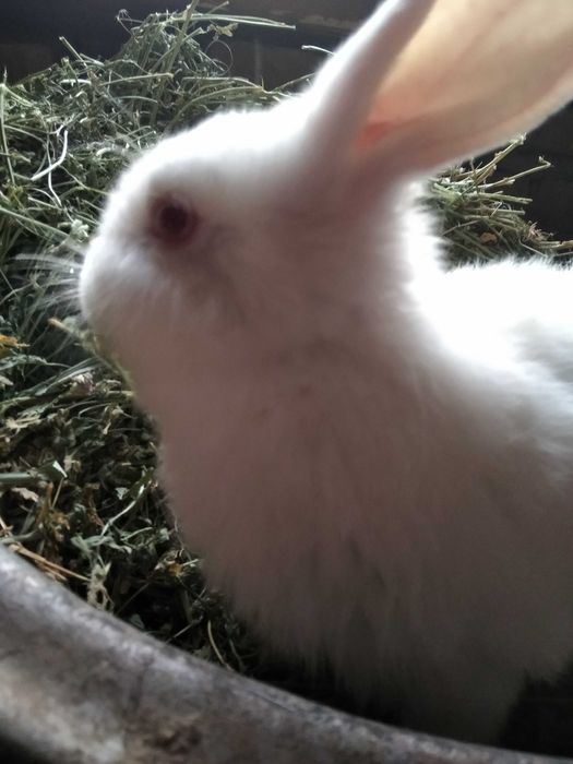 Кролики от великана