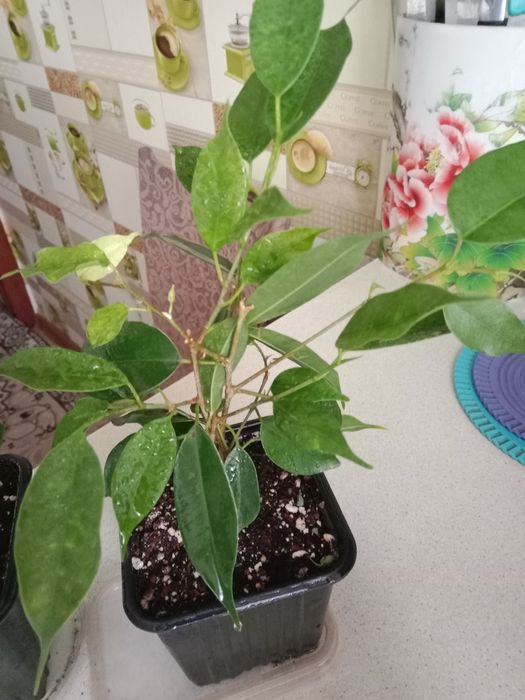 Продам цветок фикус