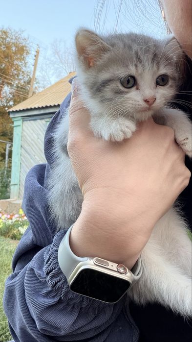 Отдам в добрые руки котят.