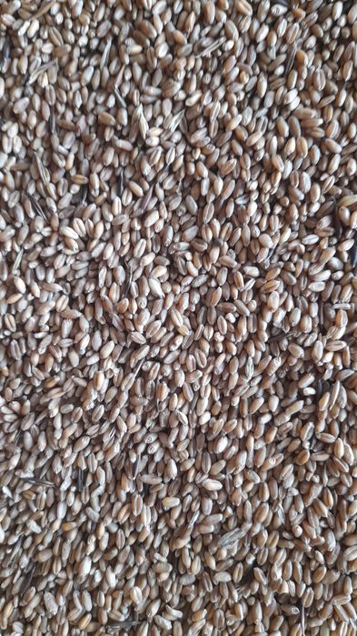 Продам  пшеницу в мешках