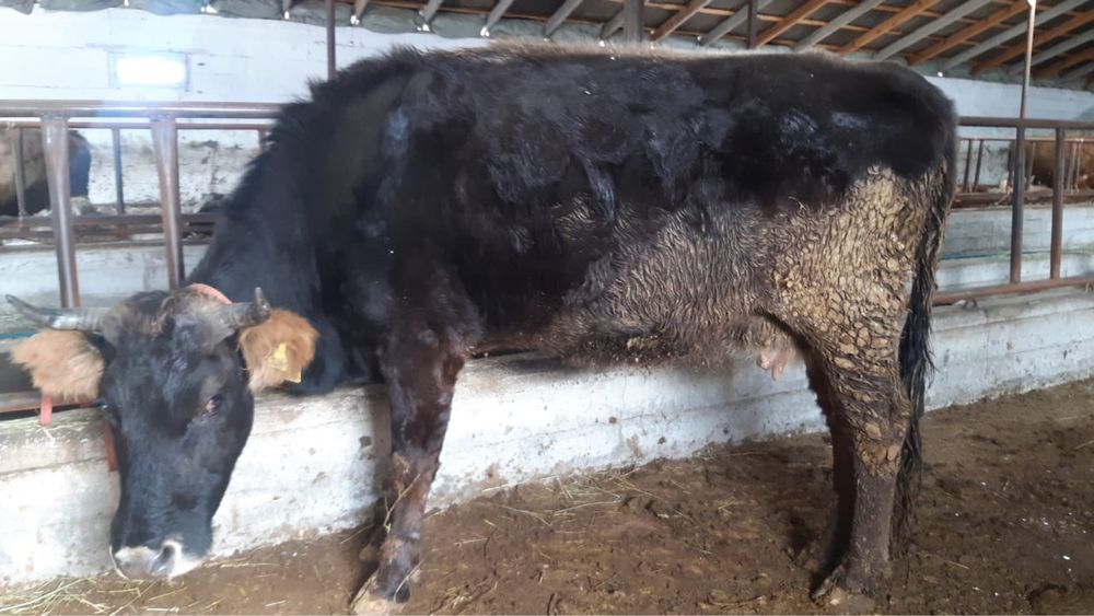 Сиырлар - Ірі қара мал