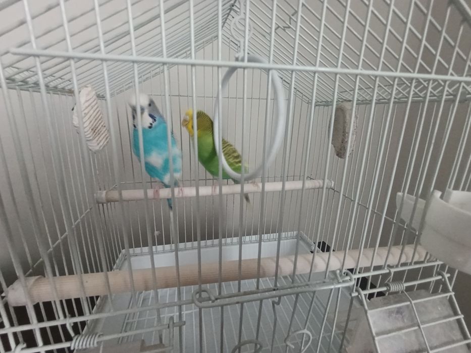 Продам попугаев  волнистые