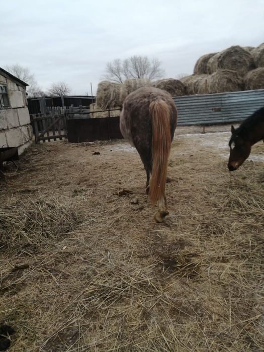 Құнан сатылады. Айғырлыққа, ірі, першерон тұқымы