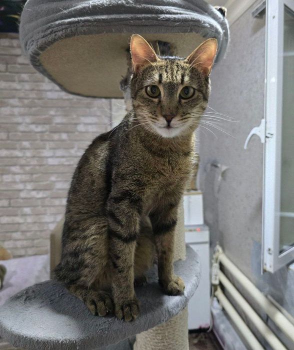 Кошечки в хорошие руки