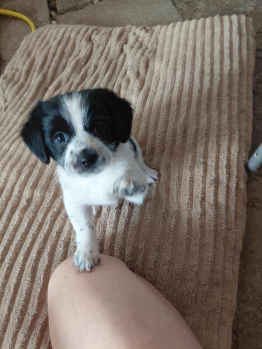 Adoptie catei, iubitori de animale