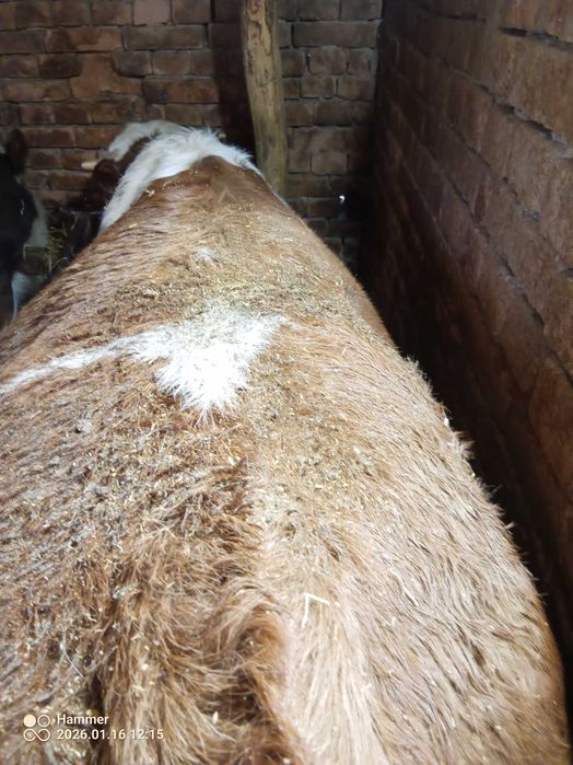 Продавам мъжки телета прода Симентал 7лв кг.