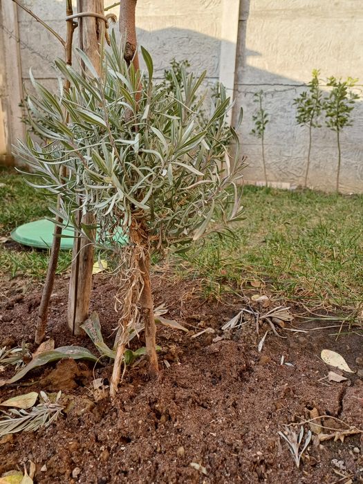 Planta de lavanda cu rădăcină