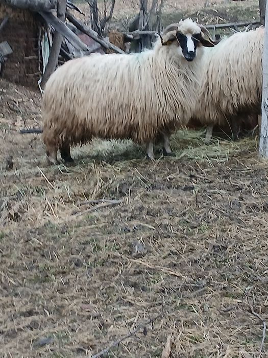 Vând o mioara si o stramioara