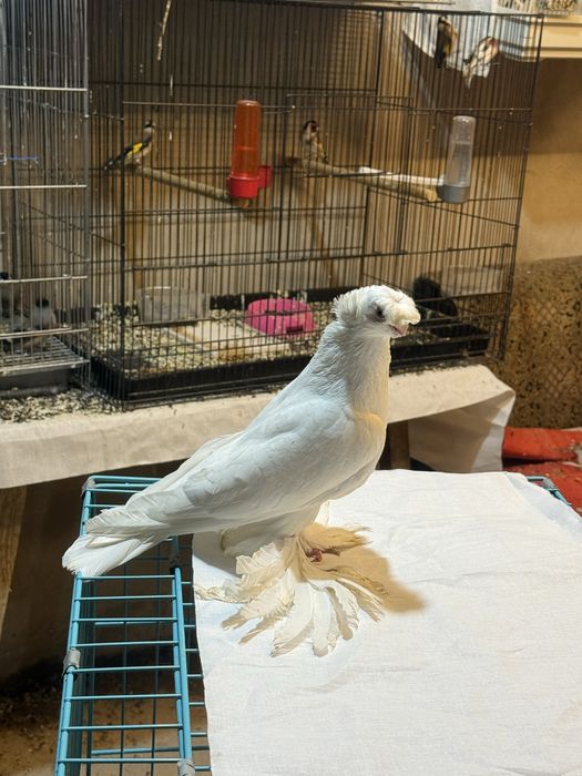 Гулбадам самец сатылады срочно