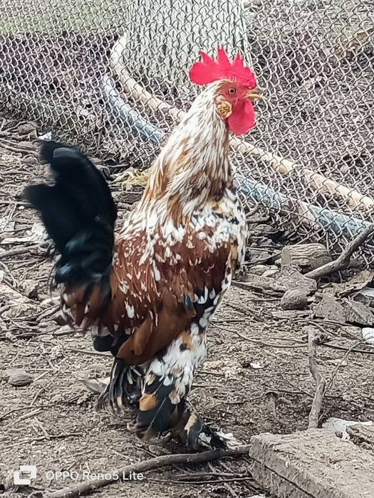 Vând cocosi araucana și american pitic