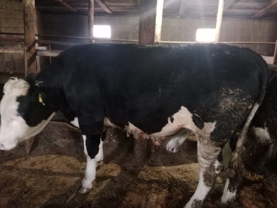 Бұқа тайынша сатылады