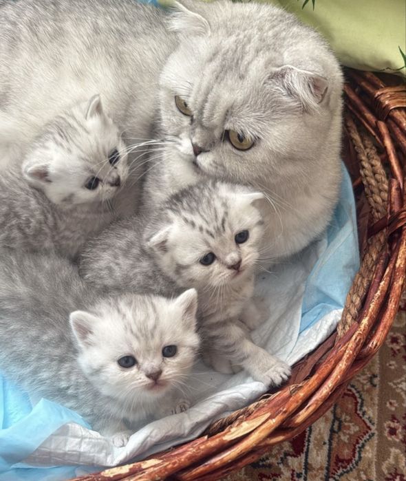 Котенок, девочка скоттиш фолд