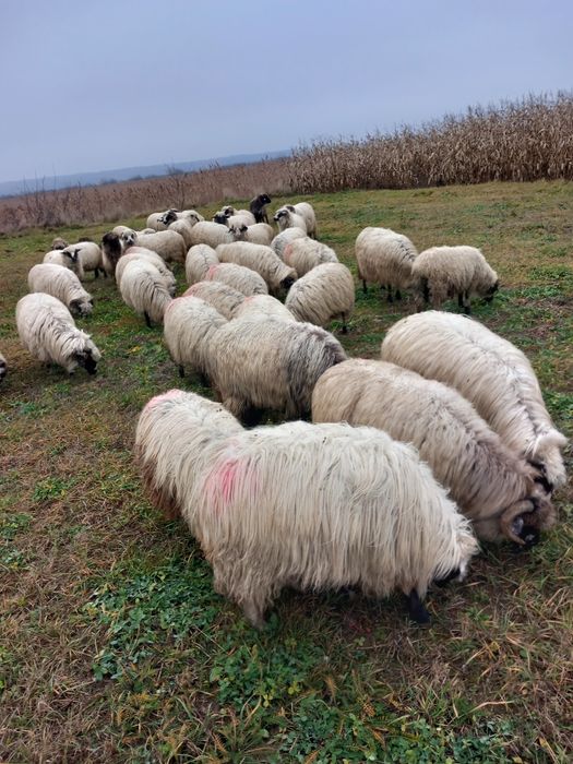 Vând oi și berbeci