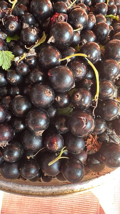 Продам дачу д/о Каштан