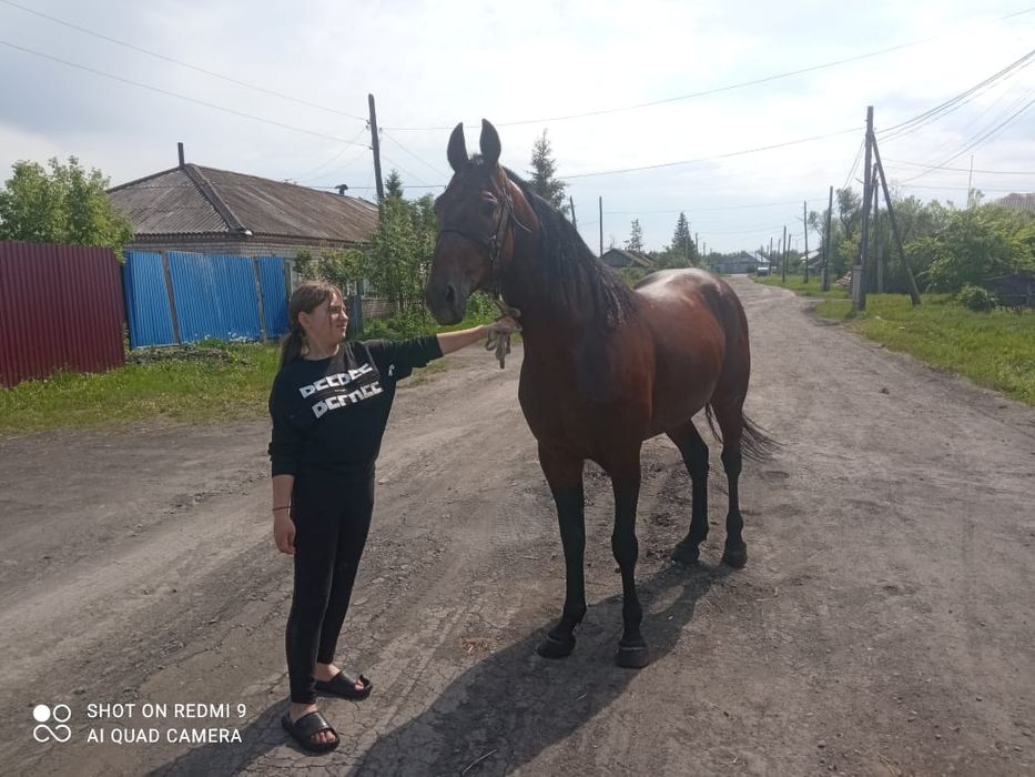 Продам американца