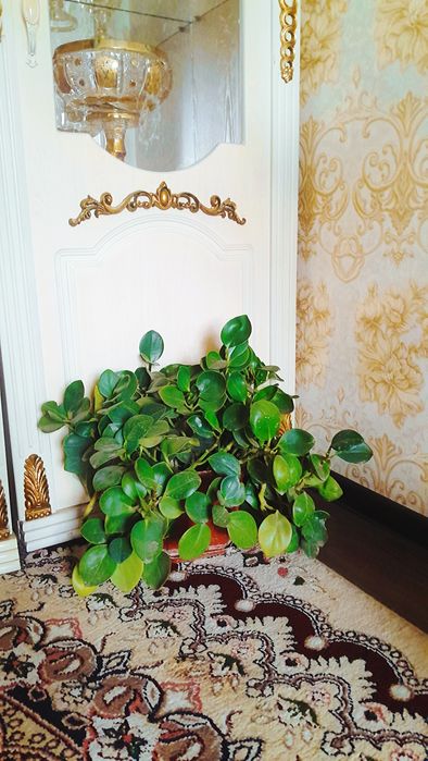 Peperomiya/пеперомия xonaki gul