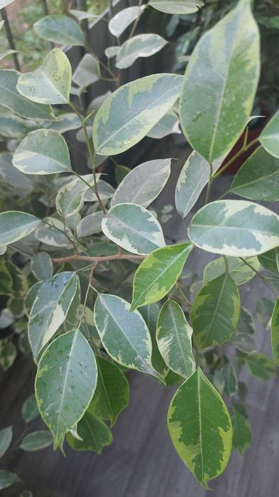 Продам взрослые фикусы