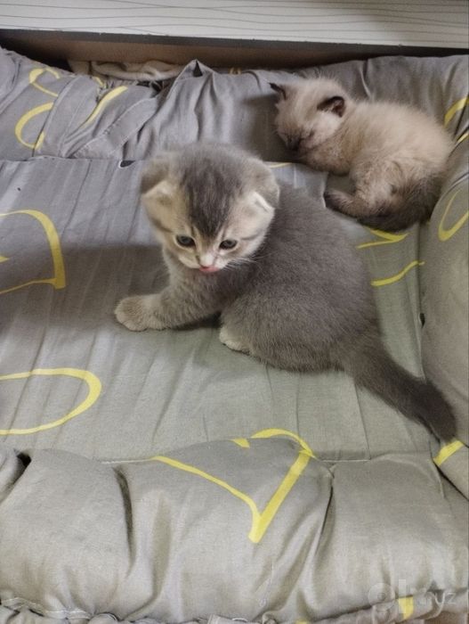 Бронь котят от скотиш фолд и скотиш страйт